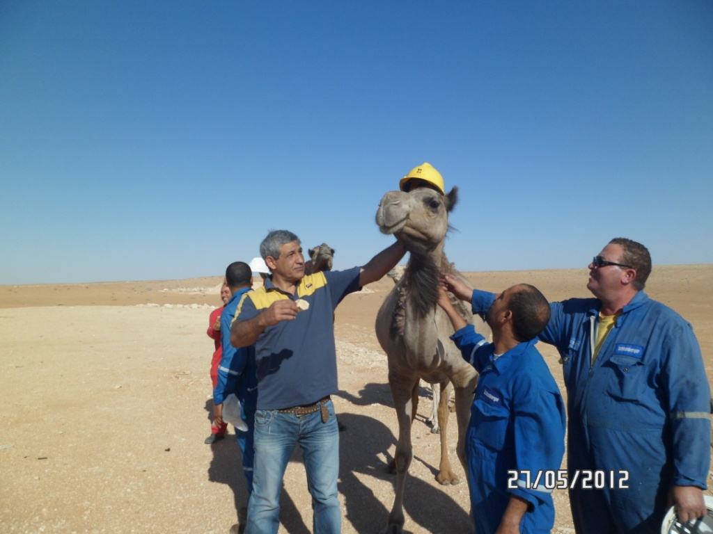 Camel with yellow hard hat desert